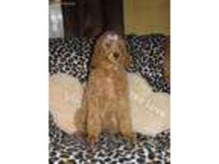 Mutt Puppy for sale in Coeburn, VA, USA