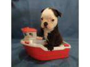 French Bulldog Puppy for sale in Prattville, AL, USA