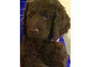 Labradoodle Puppy for sale in Marietta, OH, USA