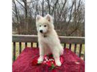 Samoyed Puppy for sale in Arthur, IL, USA