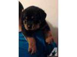 Rottweiler Puppy for sale in CAPITOL HEIGHTS, MD, USA