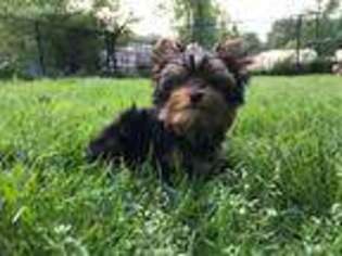 Yorkshire Terrier Puppy for sale in Gilmer, TX, USA