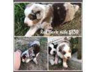 Miniature Australian Shepherd Puppy for sale in Whitewater, MO, USA