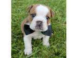 Bulldog Puppy for sale in Ashland, OH, USA