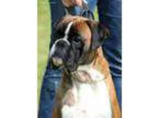 Boxer Puppy for sale in Salina, OK, USA