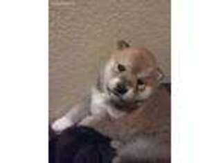 Shiba Inu Puppy for sale in Clovis, NM, USA