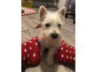 West Highland White Terrier Puppy for sale in Beggs, OK, USA