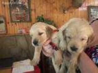 Golden Retriever Puppy for sale in New Caney, TX, USA