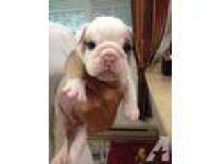 Bulldog Puppy for sale in TACOMA, WA, USA