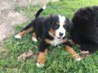 Bernese Mountain Dog Puppy for sale in Rochester, IN, USA