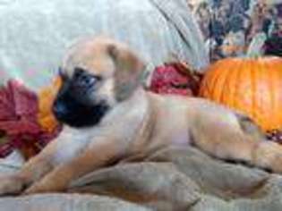 Mastiff Puppy for sale in Anthem, AZ, USA
