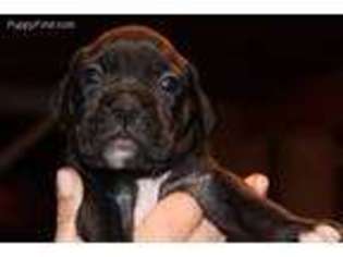 Boxer Puppy for sale in Bristol, CT, USA