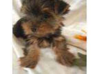 Yorkshire Terrier Puppy for sale in Albuquerque, NM, USA