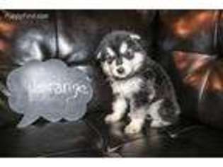 Alaskan Malamute Puppy for sale in Mansfield, OH, USA