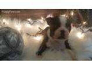 Boston Terrier Puppy for sale in Mullins, SC, USA