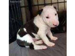 Bull Terrier Puppy for sale in West Salem, OH, USA