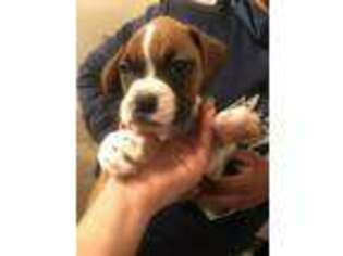 Boxer Puppy for sale in Highland, CA, USA