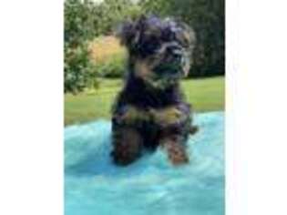 Yorkshire Terrier Puppy for sale in Paducah, KY, USA