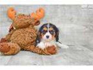 Cavalier King Charles Spaniel Puppy for sale in Columbus, OH, USA