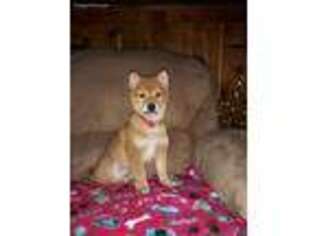 Shiba Inu Puppy for sale in Fox River Grove, IL, USA