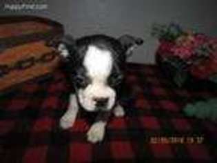 Boston Terrier Puppy for sale in Kokomo, IN, USA