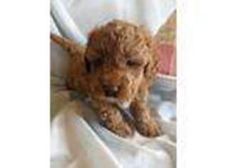 Goldendoodle Puppy for sale in Lehi, UT, USA