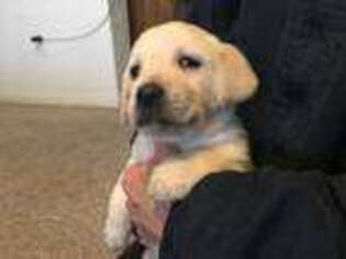 Labrador Retriever Puppy for sale in Lovelady, TX, USA