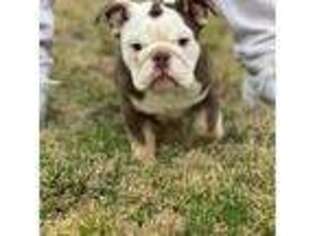 Bulldog Puppy for sale in Teaneck, NJ, USA