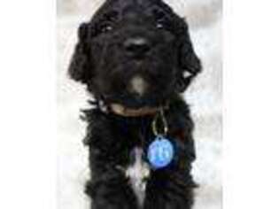 Goldendoodle Puppy for sale in Mount Vernon, SD, USA