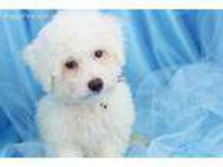 Bichon Frise Puppy for sale in Summerfield, NC, USA
