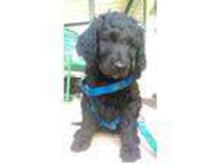 Goldendoodle Puppy for sale in San Antonio, TX, USA