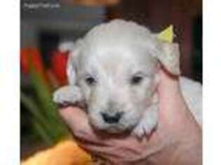 Goldendoodle Puppy for sale in Montpelier, VT, USA