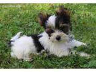Biewer Terrier Puppy for sale in Youngstown, OH, USA