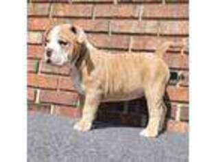 Olde English Bulldogge Puppy for sale in Joplin, MO, USA