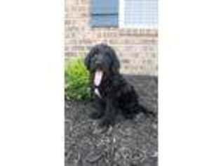 Labradoodle Puppy for sale in Cowpens, SC, USA