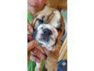 Bulldog Puppy for sale in Kendall, WI, USA