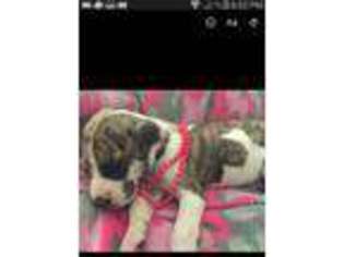 Great Dane Puppy for sale in French Village, MO, USA