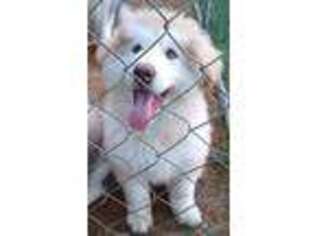 Alaskan Malamute Puppy for sale in Clarkston, MI, USA