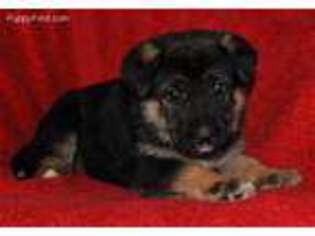 German Shepherd Dog Puppy for sale in Dalton, OH, USA