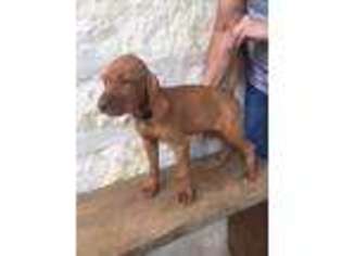 Vizsla Puppy for sale in George West, TX, USA