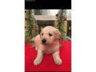 Goldendoodle Puppy for sale in Paris, TX, USA