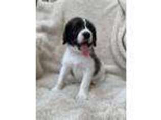 Saint Berdoodle Puppy for sale in Shelby, OH, USA