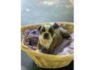 Olde English Bulldogge Puppy for sale in Toledo, IL, USA