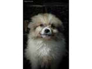 American Eskimo Dog Puppy for sale in Chase City, VA, USA