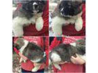 Akita Puppy for sale in Medina, OH, USA