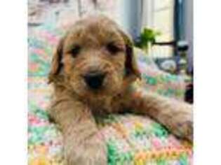 Goldendoodle Puppy for sale in Bronx, NY, USA