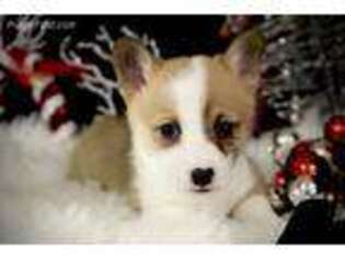 Pembroke Welsh Corgi Puppy for sale in Jonesboro, AR, USA