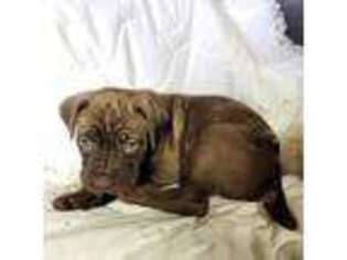 Cane Corso Puppy for sale in Glen Burnie, MD, USA