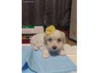 Shih-Poo Puppy for sale in Merced, CA, USA