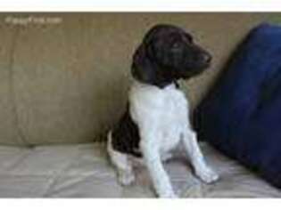 German Shorthaired Pointer Puppy for sale in Reinholds, PA, USA